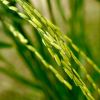 Punjab basmati rice exporters, farmers want level playing field